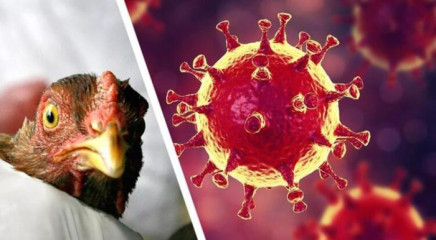 осторожно! Птичий грипп. Памятка по профилактике гриппа птиц - фото - 2